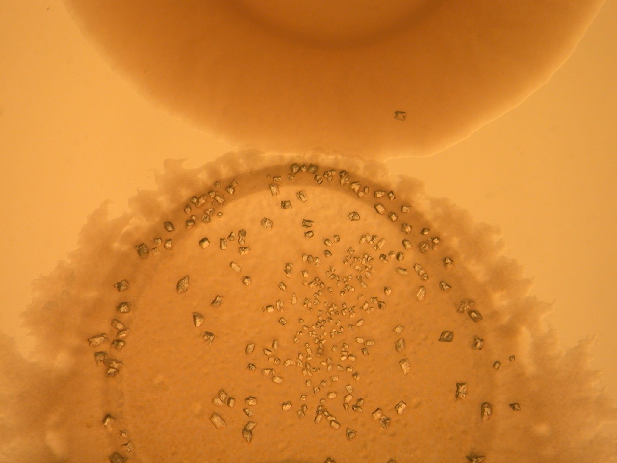 Strains – Singer Lab